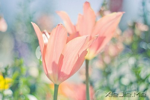 私奔吧，哪怕一个人 (5)