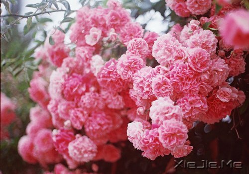 晚安心语：人不怕走在黑夜里，就怕心中没有光 (8)