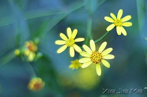 晚安心语：停在风景里，为自己唱首歌 (5)